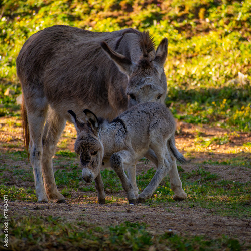 Grey cute baby donkey and mother in corfu Greece