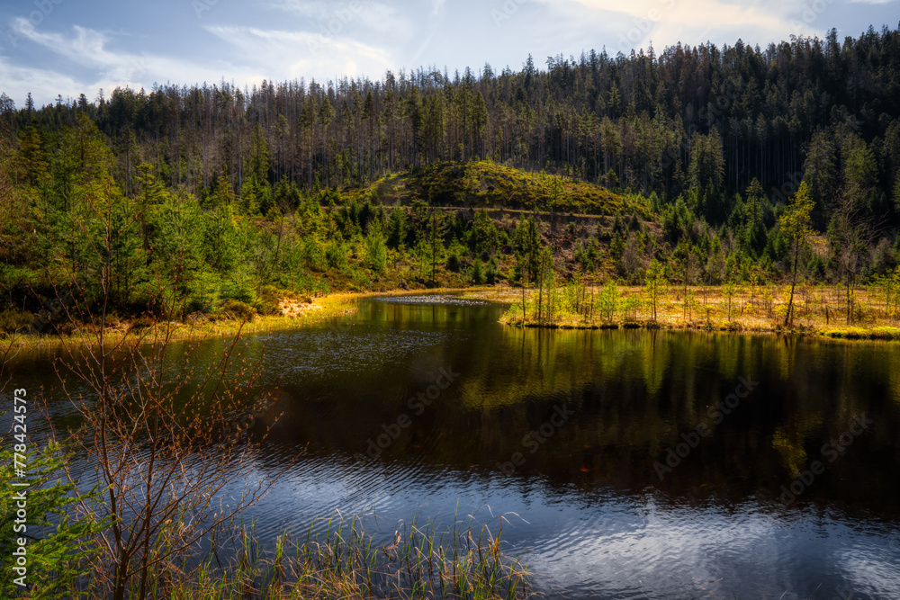 lake in the forest