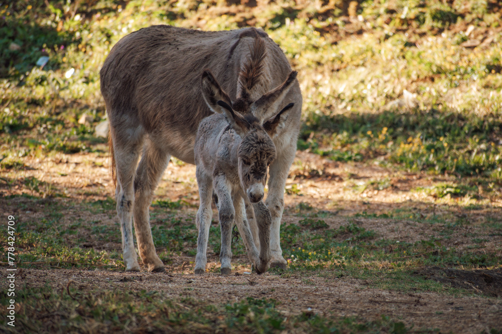 Grey cute baby donkey and mother on floral meadow Grey cute baby donkey and mother on floral meadow