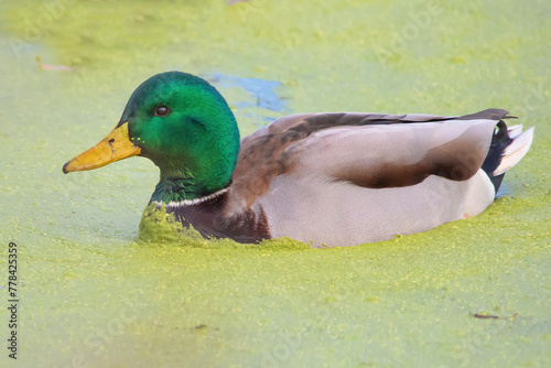 Mallard