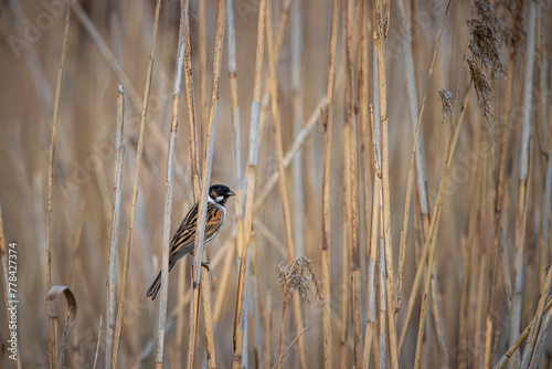 A male common reed bunting sits on the reed on sunny spring evening. A small bird with a black head and throat, white neck collar, and underparts in wildlife. photo