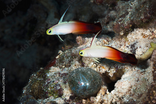 A beautiful red fire goby photo
