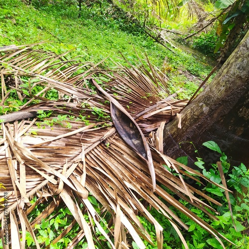 There are many straws from the babassu palm tree on the ground photo