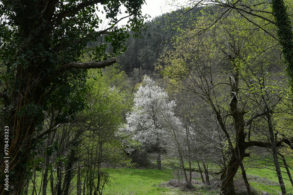 Prados y bosques de los Ancares en primavera Prados y bosques de los Ancares en primavera