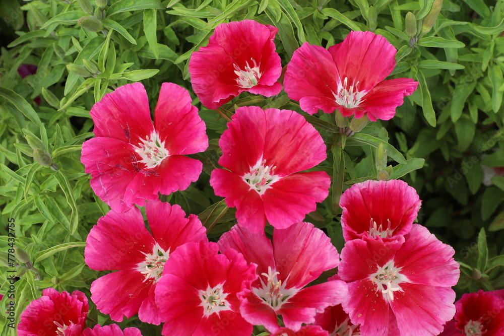 Flowers in a city park on the shores of the Mediterranean Sea.
