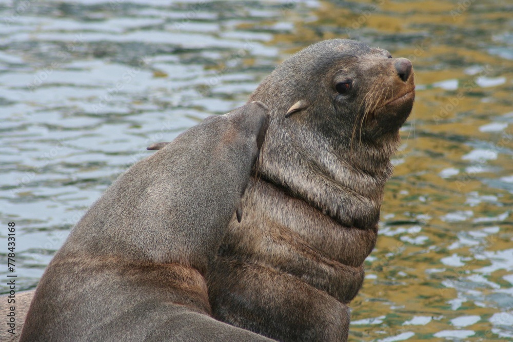Fototapeta premium the seal is sitting on the rock in the water,
