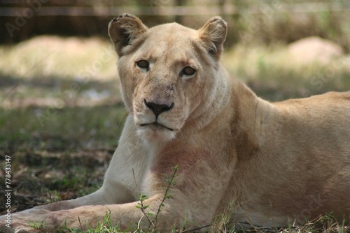 a lion resting in the shade on the ground looking into the camera