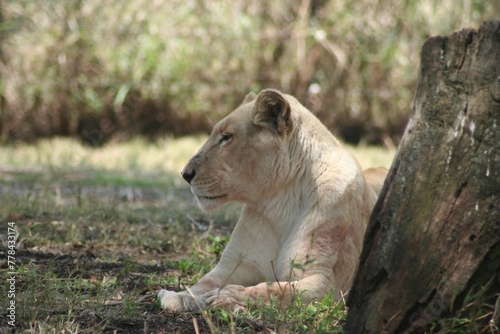 the white lion is relaxing in its natural habitat in the jungle