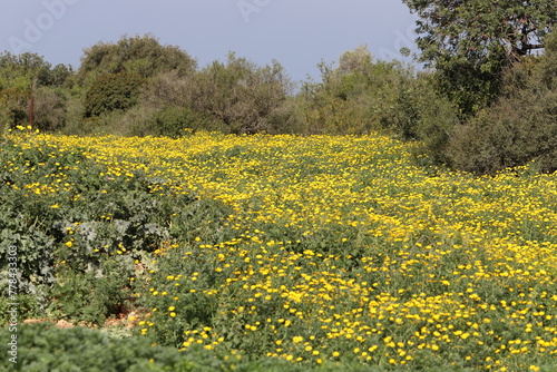 Flowers in a city park on the shores of the Mediterranean Sea.