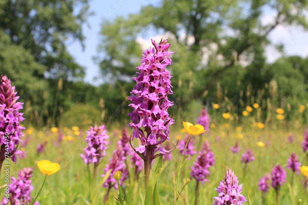 Obraz premium a beautiful pink marsh orchid closeup in a meadow with wild flowers in springtime