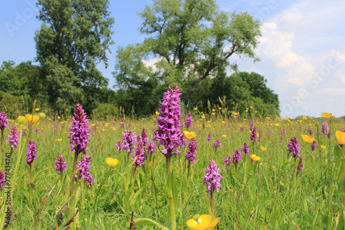 Photography a flowery meadow with beautiful purple southern marsh orchids and yellow butterc