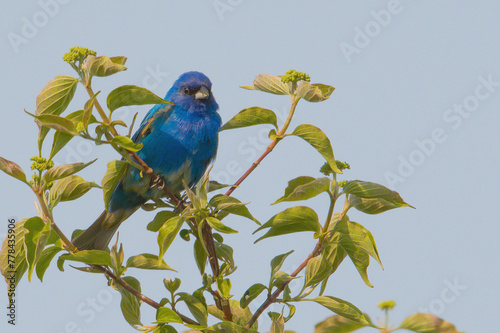 Indigo Bunting