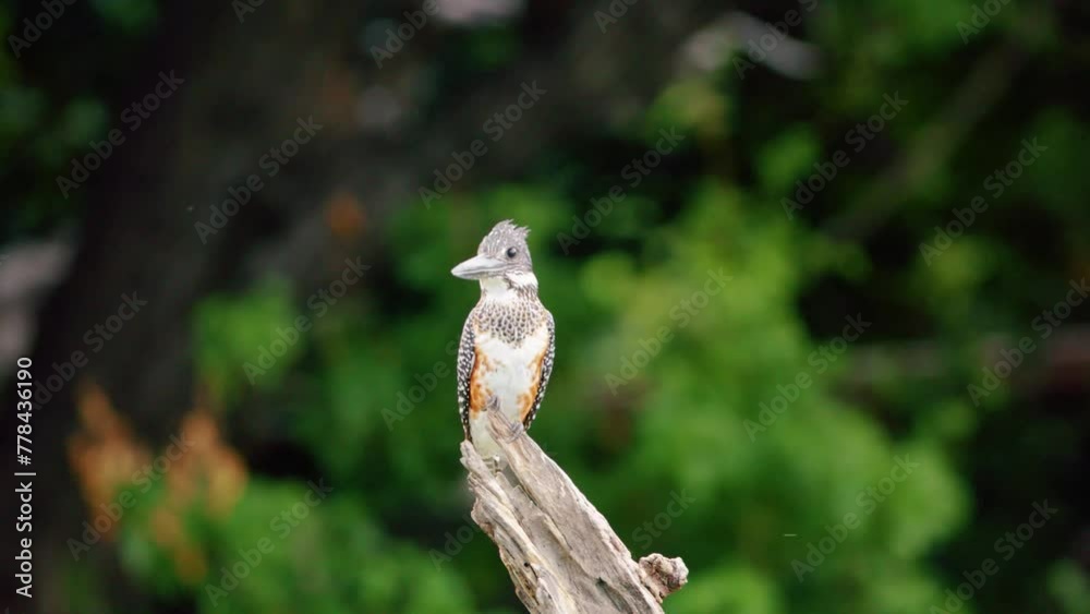 Portrait of an African Crested kingfisher (Megaceryle lugubris) perched on a wood. Botswana, South Africa. Portrait of an African Crested kingfisher (Megaceryle lugubris) perched on a wood. Botswana, South Africa.