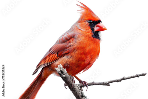 Crimson Songstress Perched On High. White or PNG Transparent Background.