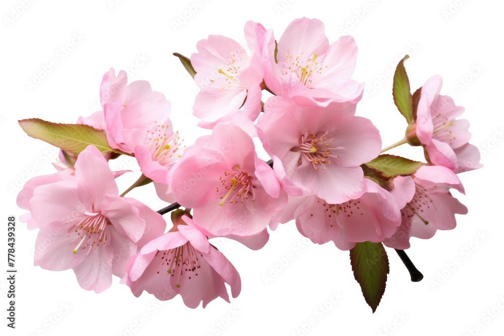 Elegance Blooms: A Vibrant Collection of Pink Flowers on White. White or PNG Transparent Background.