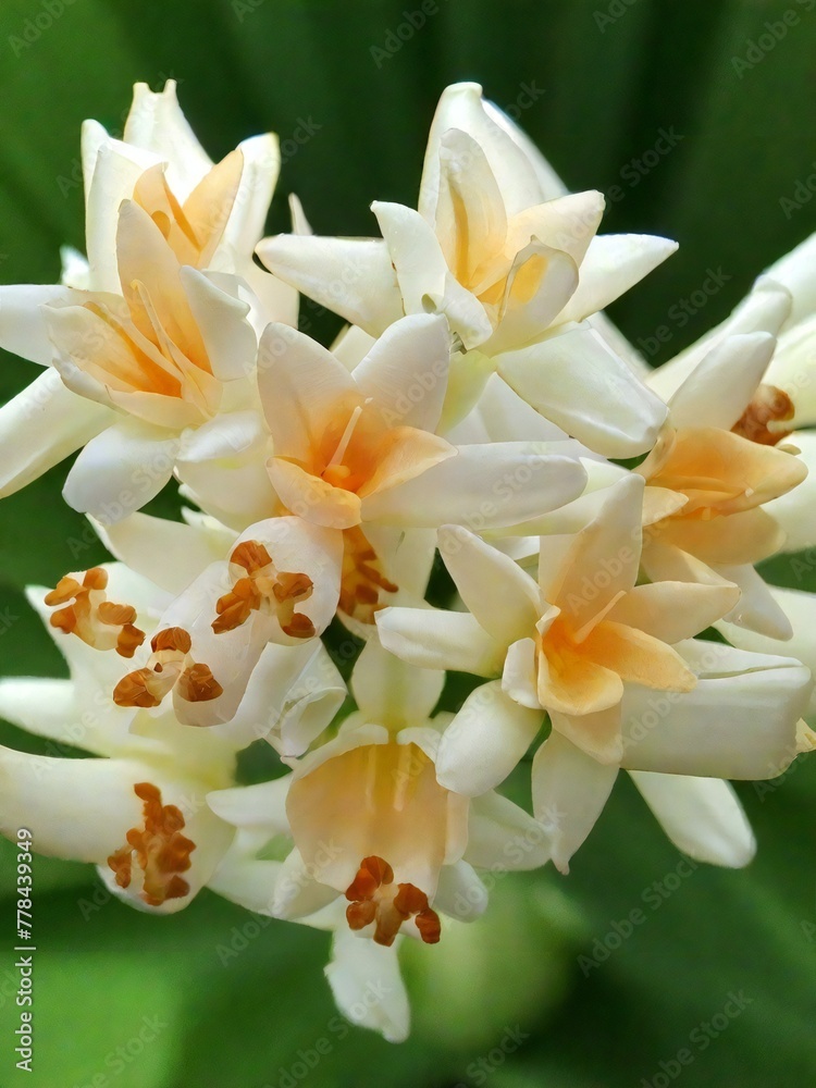 Mexican Tuberose flower