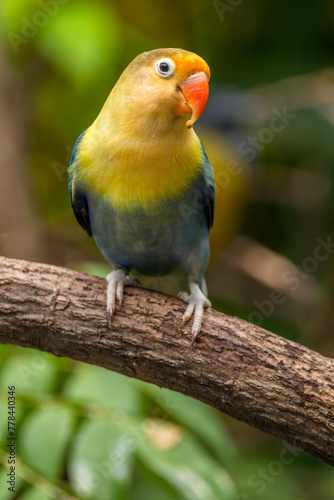 A lovebird (Agapornis) is a type of parrot. There are nine species. They are a social and affectionate small parrot. © lessysebastian