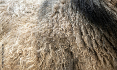closeup of natural sheep wool