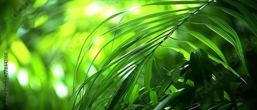    a green plant with numerous leaves in the foreground and an out-of-focus background