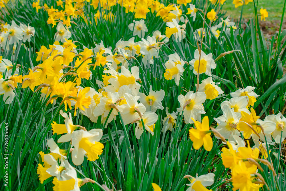 Fototapeta premium close-up photo of daffodils in the park