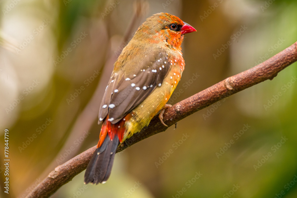 The red avadavat, red munia or strawberry finch, is a sparrow-sized bird of the family Estrildidae. It is found in the open fields and grasslands of tropical Asia and is popular as a cage bird due to The red avadavat, red munia or strawberry finch, is a sparrow-sized bird of the family Estrildidae. It is found in the open fields and grasslands of tropical Asia and is popular as a cage bird due to