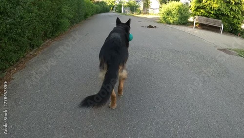 Deutscher Schäferhund läuft voraus. Kamera Ansicht von hinten folgend	 photo