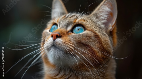 a close up of a cat's face with blue eyes and whiskers on it's nose.