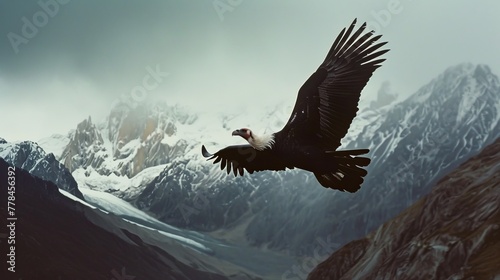 Andean Condor soaring in high mountain ranges photo