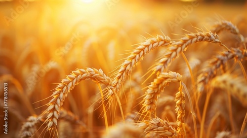 Golden Wheat Field Under Bright Sun