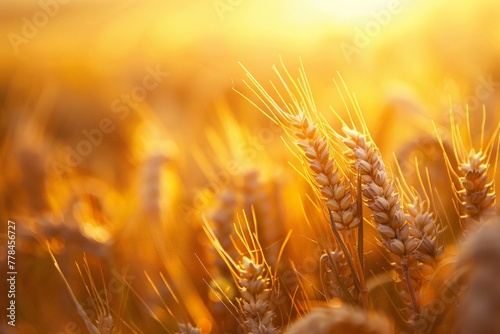 Golden Wheat Field With Setting Sun