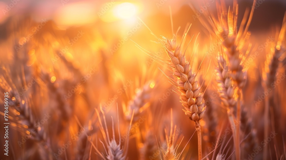 Field of Wheat at Sunset Field of Wheat at Sunset