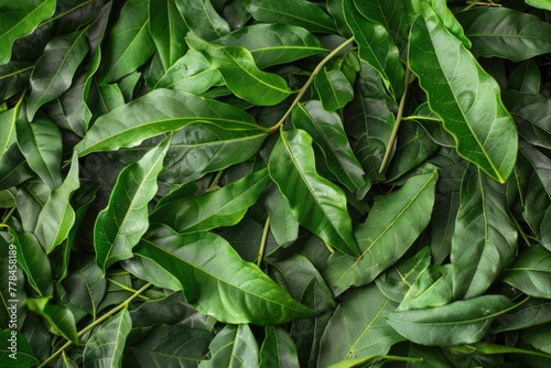 Fresh Indian Curry Leaves - Close-Up Image of Aromatic and Fragrant Neem Leaf, a Popular Ingredient and Spice in Indian Cuisine