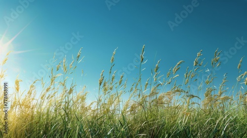 Grassy Field With Blue Sky