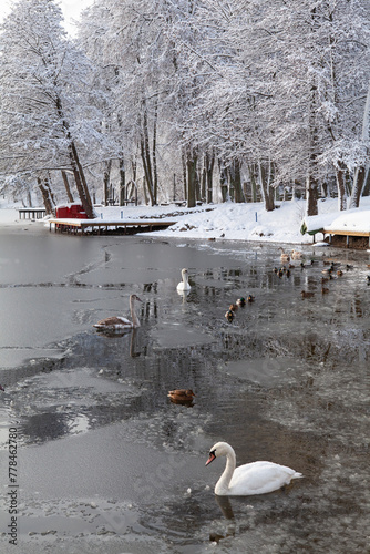 A bitterly cold day (-20C) in Trakai, Lithuania. The ice is freezing over, leaving no space for wildfowl - swans and ducks. By evening, they will all fly away to unfrozen rivers... photo