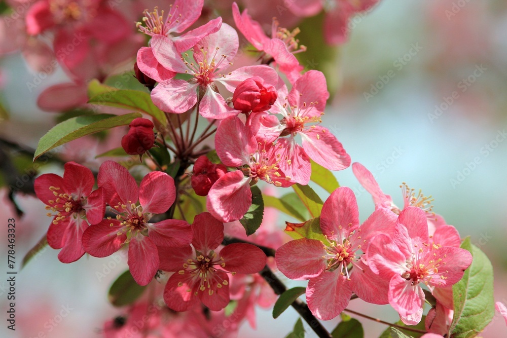 Pink flowers of an ornamental apple tree on a blurred sky background