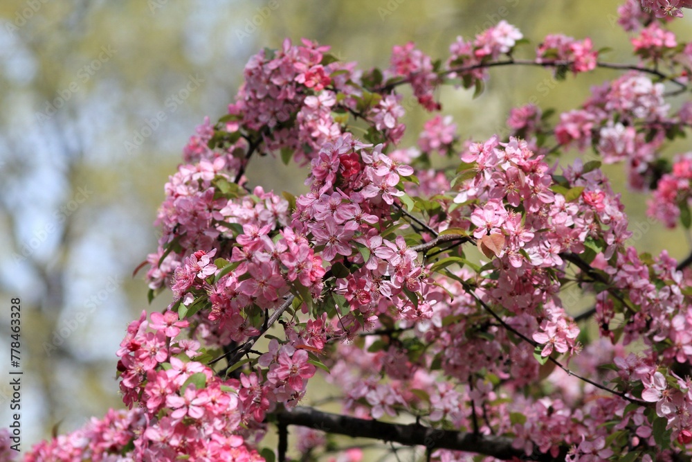 Pink flowers of an ornamental apple tree on a blurred sky background