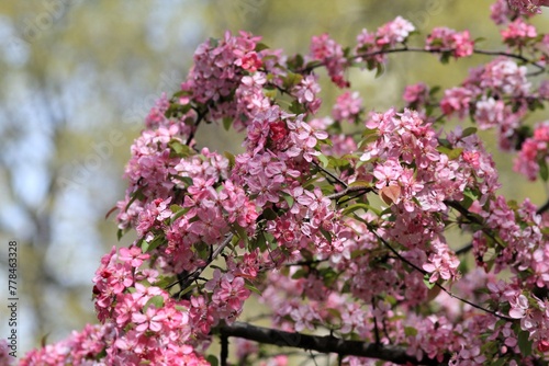 Pink flowers of an ornamental apple tree on a blurred sky background