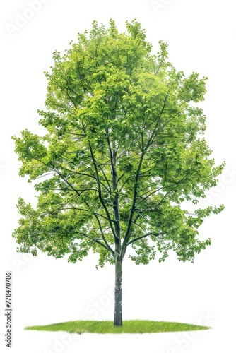 Isolated Green Linden Tree - Nature Object with Forest References