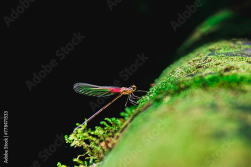dragonfly on a tree resting with black background