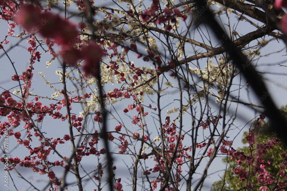The Charm of Sakura Blooms, Mesmerizing Cherry Blossom Scenes, Harmony in Bloom, Pink Petals The Charm of Sakura Blooms, Mesmerizing Cherry Blossom Scenes, Harmony in Bloom, Pink Petals
