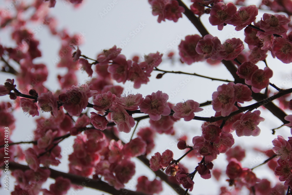 The Charm of Sakura Blooms, Mesmerizing Cherry Blossom Scenes, Harmony in Bloom, Pink Petals The Charm of Sakura Blooms, Mesmerizing Cherry Blossom Scenes, Harmony in Bloom, Pink Petals