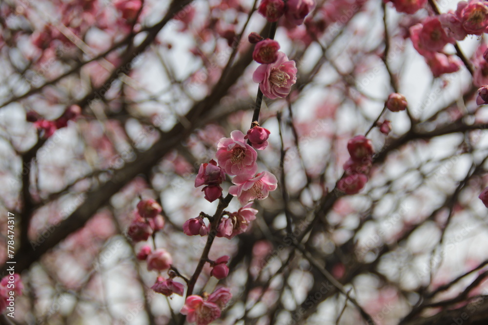 The Charm of Sakura Blooms, Mesmerizing Cherry Blossom Scenes, Harmony in Bloom, Pink Petals The Charm of Sakura Blooms, Mesmerizing Cherry Blossom Scenes, Harmony in Bloom, Pink Petals
