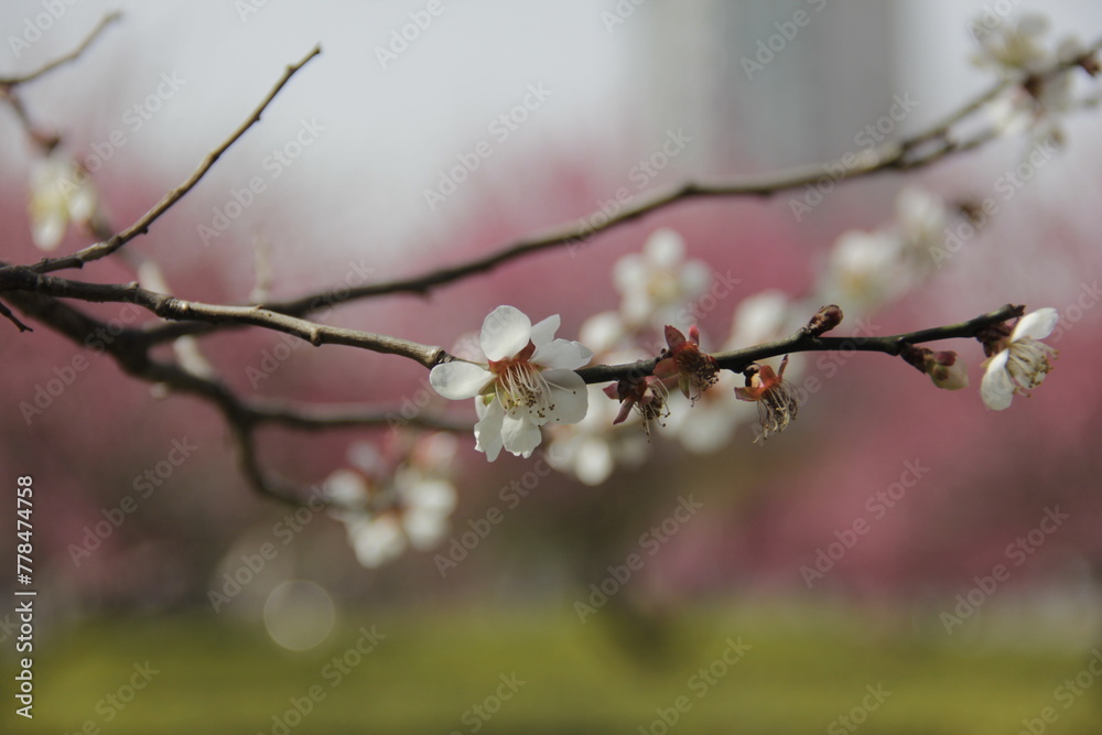 Fototapeta premium The Charm of Sakura Blooms, Mesmerizing Cherry Blossom Scenes, Harmony in Bloom, Pink Petals