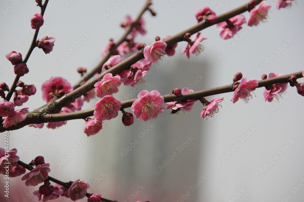 The Charm of Sakura Blooms, Mesmerizing Cherry Blossom Scenes, Harmony in Bloom, Pink Petals The Charm of Sakura Blooms, Mesmerizing Cherry Blossom Scenes, Harmony in Bloom, Pink Petals