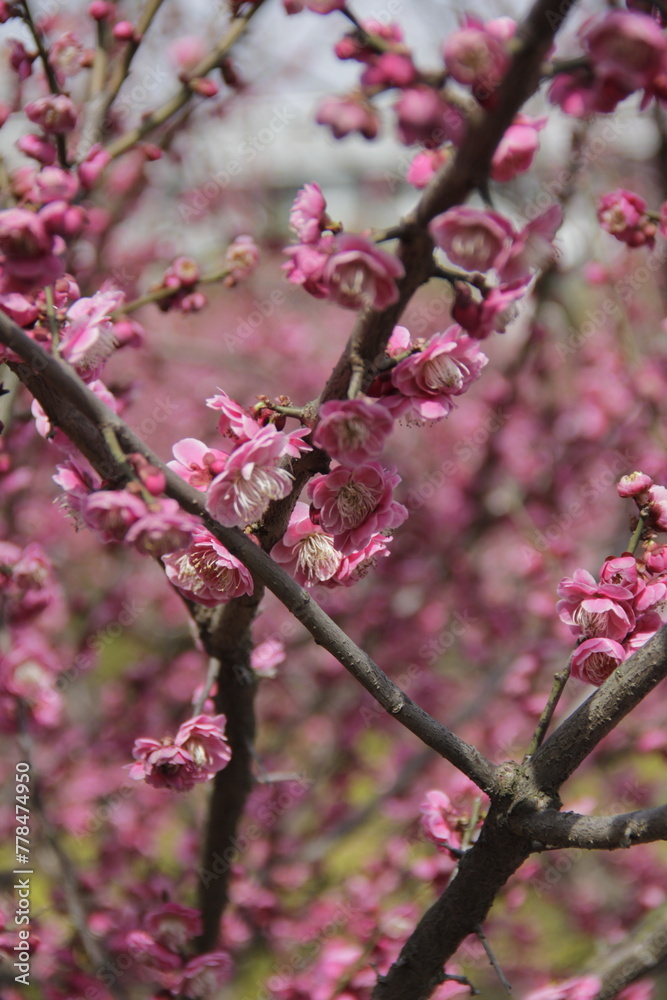 The Charm of Sakura Blooms, Mesmerizing Cherry Blossom Scenes, Harmony in Bloom, Pink Petals The Charm of Sakura Blooms, Mesmerizing Cherry Blossom Scenes, Harmony in Bloom, Pink Petals