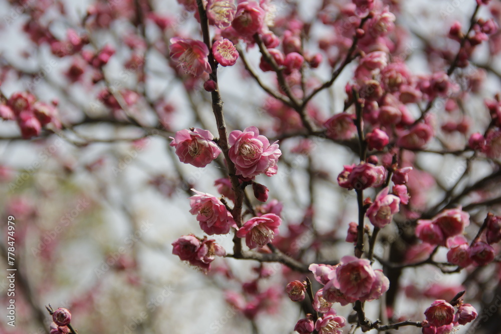 The Charm of Sakura Blooms, Mesmerizing Cherry Blossom Scenes, Harmony in Bloom, Pink Petals The Charm of Sakura Blooms, Mesmerizing Cherry Blossom Scenes, Harmony in Bloom, Pink Petals