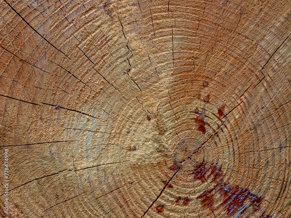 Naklejka premium Baumscheibe