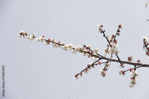 The Charm of Sakura Blooms, Mesmerizing Cherry Blossom Scenes, Harmony in Bloom, Pink Petals