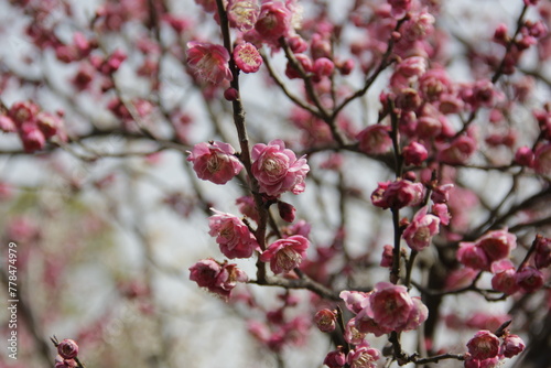 The Charm of Sakura Blooms, Mesmerizing Cherry Blossom Scenes, Harmony in Bloom, Pink Petals