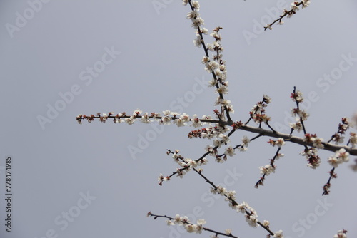 The Charm of Sakura Blooms, Mesmerizing Cherry Blossom Scenes, Harmony in Bloom, Pink Petals